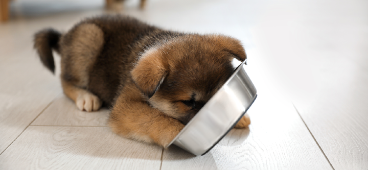 themenwelt themeneinstieg hundeernaehrung welpe 1600x740